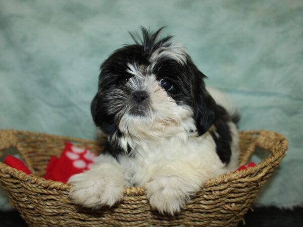 [#9912] Black / White Female Shih Tzu Puppies for Sale