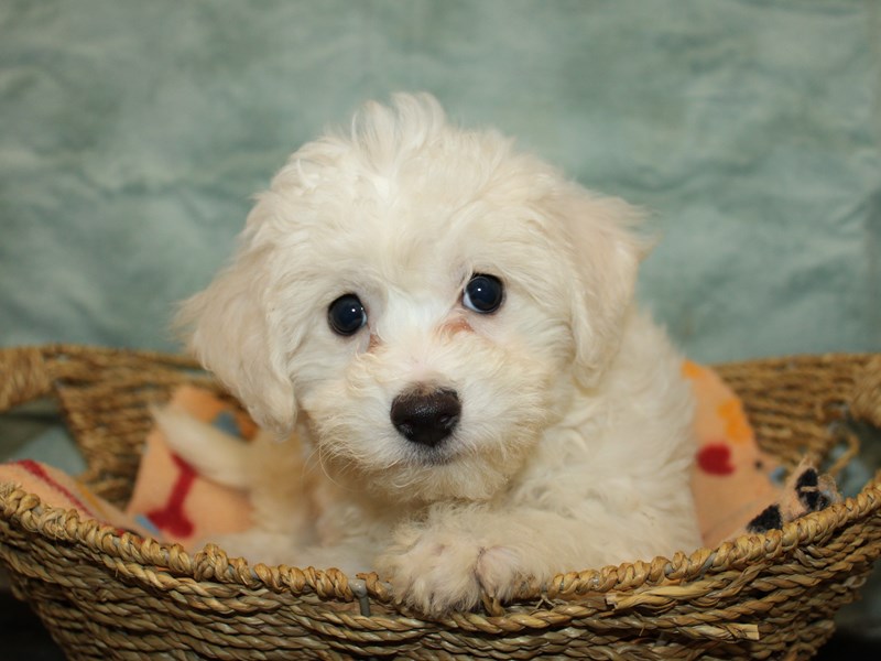 Teddy Bear - 9916 Image #1