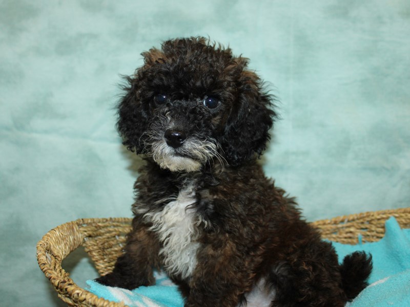 Poodle - 9924 Image #1