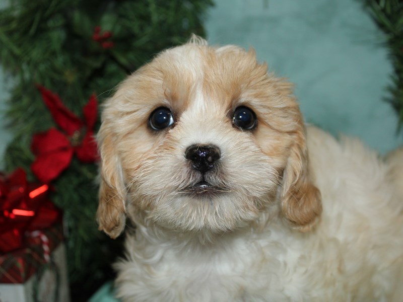 ShizaPoo - 9936 Image #1
