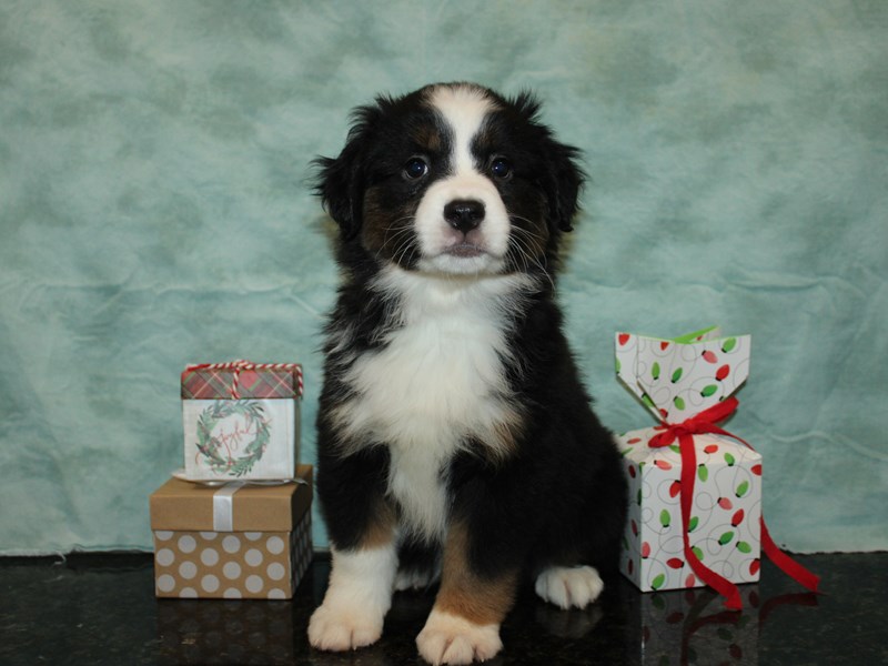 Miniature Australian Shepherd - 9937 Image #1