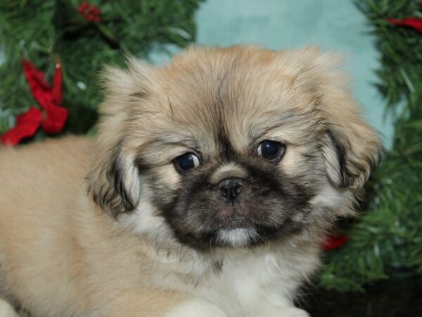 [#21228] Sable Male Pekingese Puppies for Sale