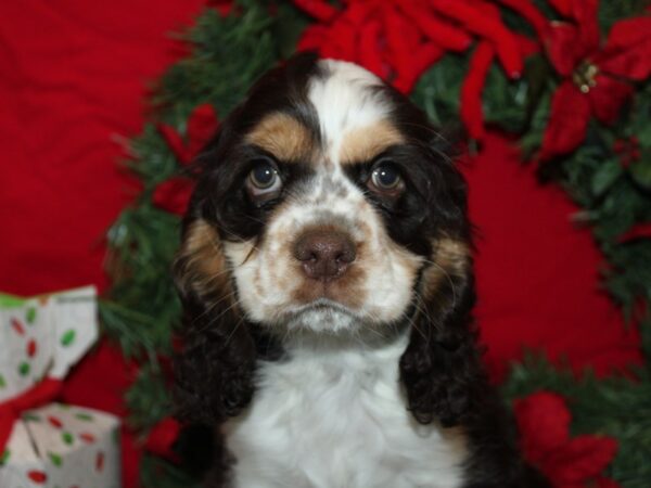 [#21234] Chocolate / White Female Cocker Spaniel Puppies for Sale
