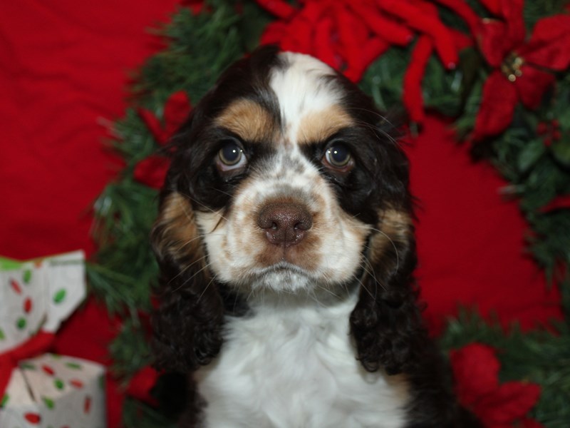 Cocker Spaniel - 21234 Image #1