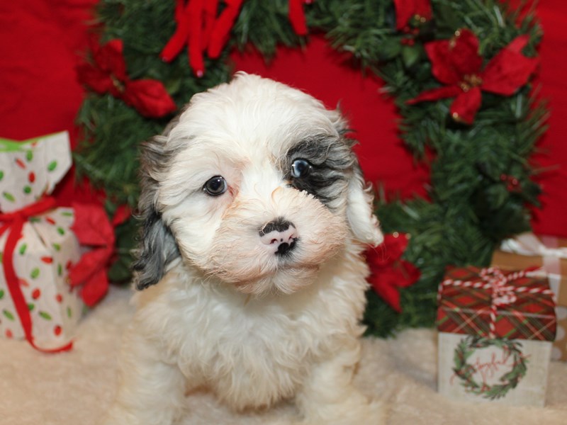 Daisy Dog - 21238 Image #1