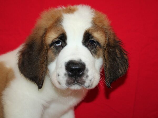 [#21239] Sable / White Male Saint Bernard Puppies for Sale