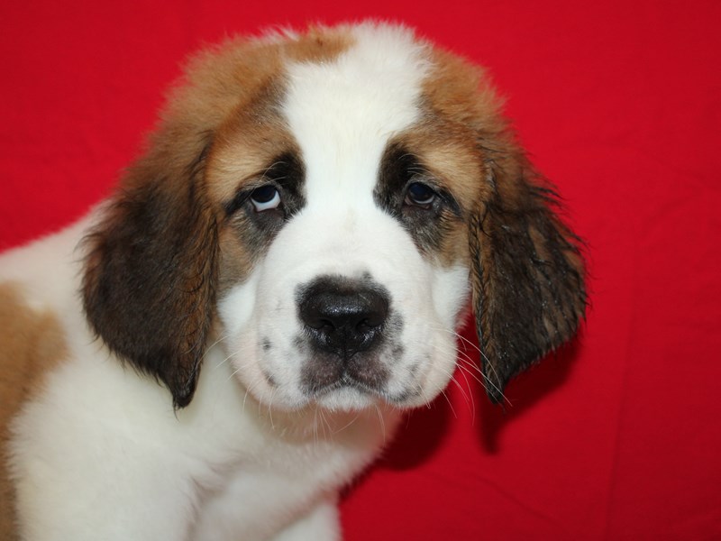 Saint Bernard - 21239 Image #1