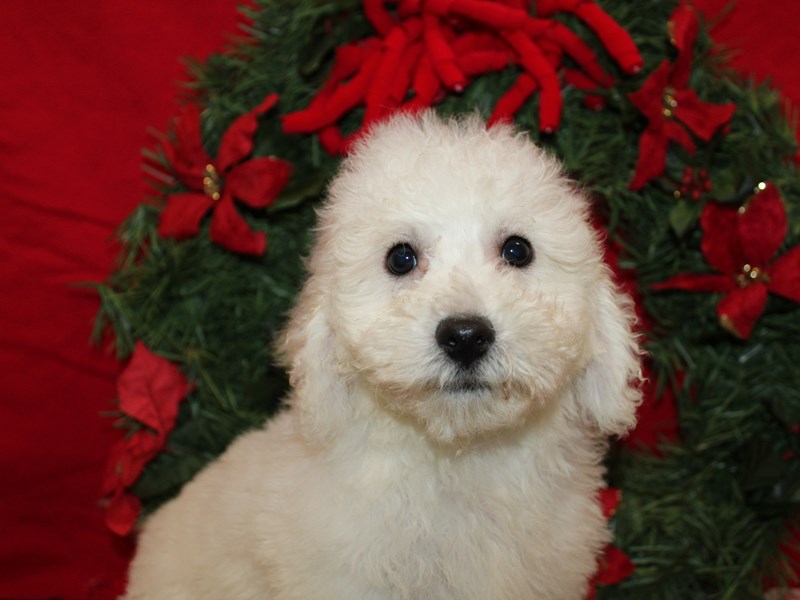 Bichon Frise - 21245 Image #1