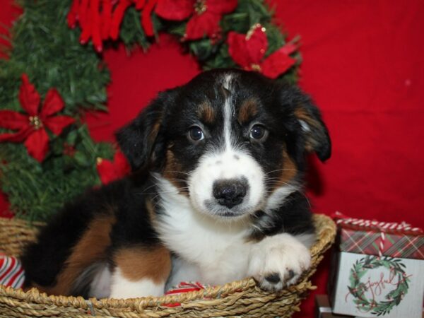 [#21267] Black / White Female Miniature American Shepherd Puppies for Sale