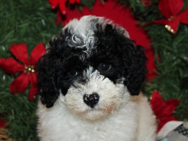 [#21262] Black / White Female Poodle Mini Puppies for Sale