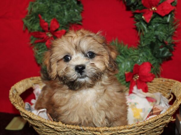 [#9955] Choc merle/Wh markings Male ShizaPoo Puppies for Sale
