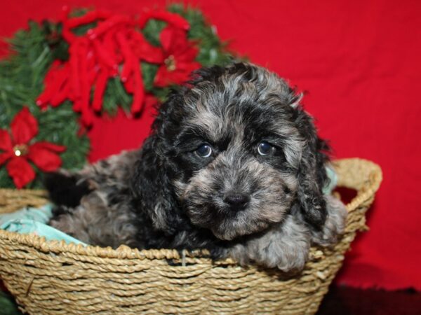 [#9961] Blue Merle Female Cock A Poo Puppies for Sale