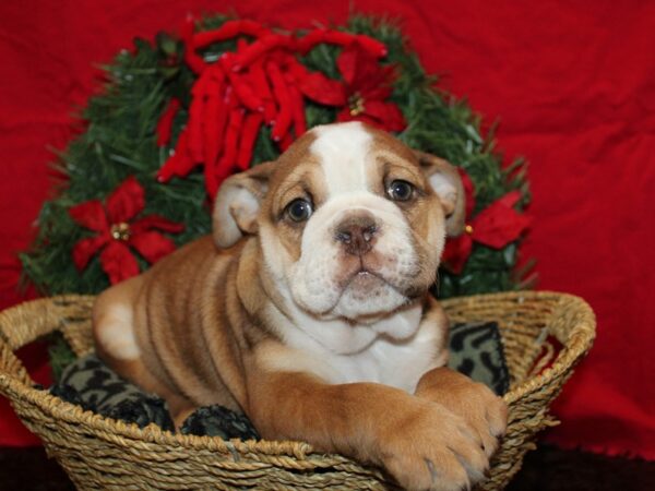 [#21276] Red / White Female English Bulldog Puppies for Sale