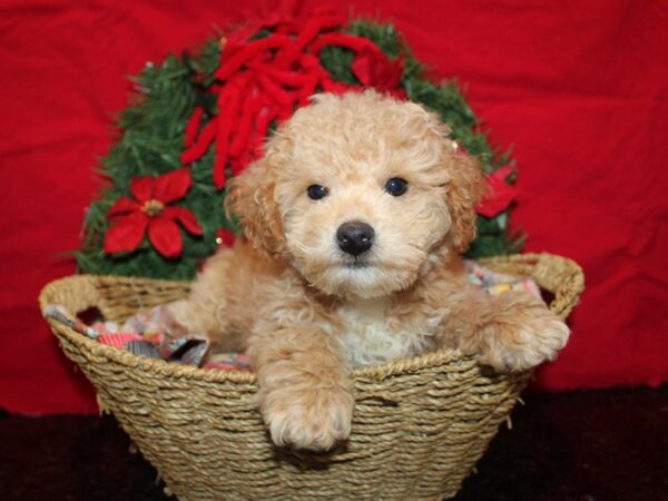 [#21294] Light Red Male Cavapoo Puppies for Sale