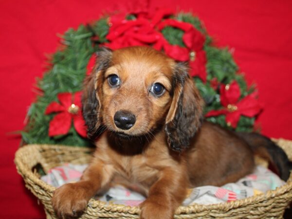 [#21284] Red Female Dachshund Puppies for Sale