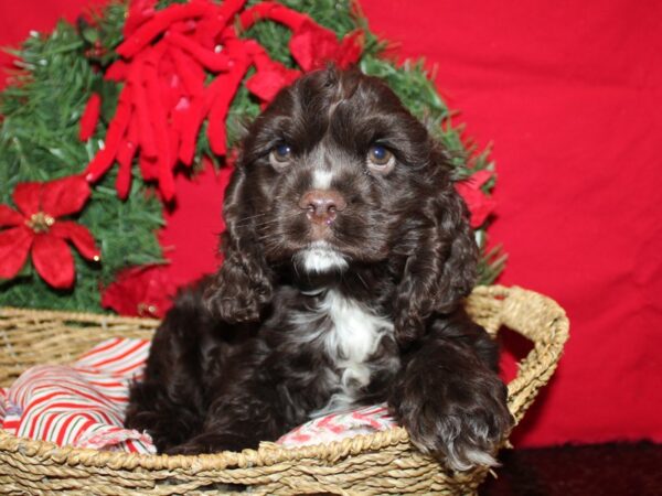 [#9973] Chocolate Male Cocker Spaniel Puppies for Sale