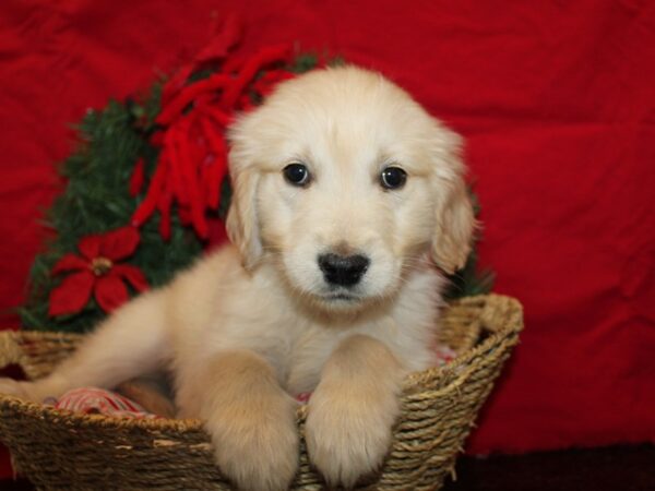 [#9976] Light Golden Male Golden Retriever Puppies for Sale