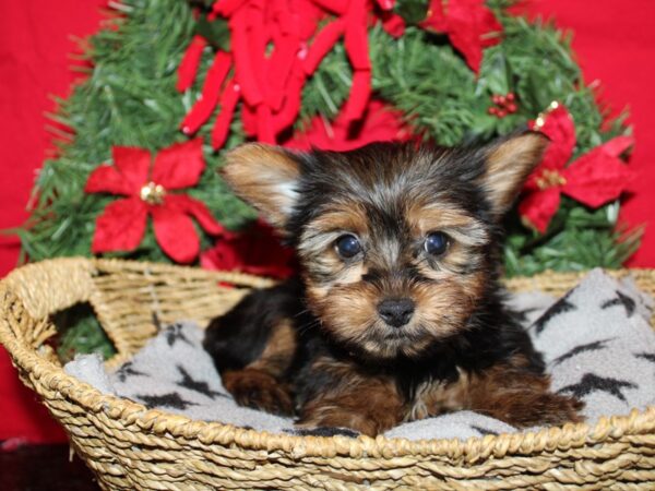 [#9970] Black and Tan Female Yorkshire Terrier Puppies for Sale
