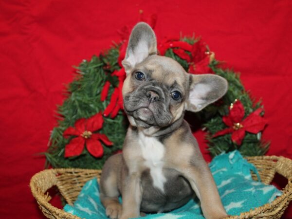 [#9967] Blue Fawn Female French Bulldog Puppies for Sale