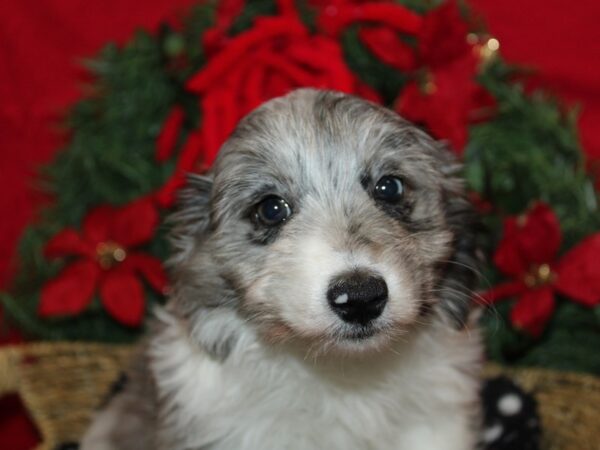 [#9971] Blue Merle / White Female Aussiechon Puppies for Sale