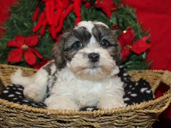 [#9972] Blue Merle / White Female Daisy Dog Puppies for Sale