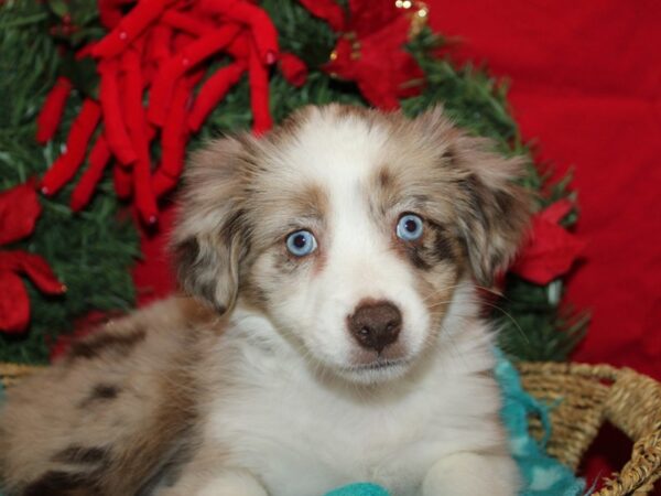 [#9968] Red Merle Female Miniature Australian Shepherd Puppies for Sale