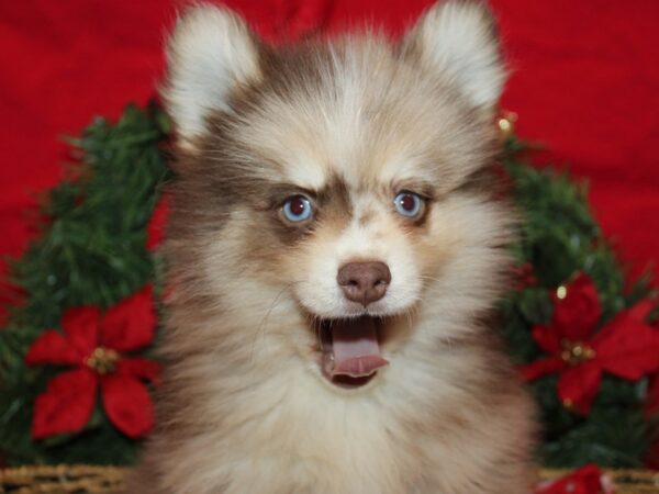 [#21298] Chocolate merle Male Pomsky Puppies for Sale
