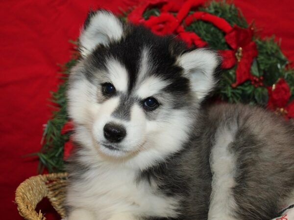 [#9977] Black / White Male Pomsky Puppies for Sale