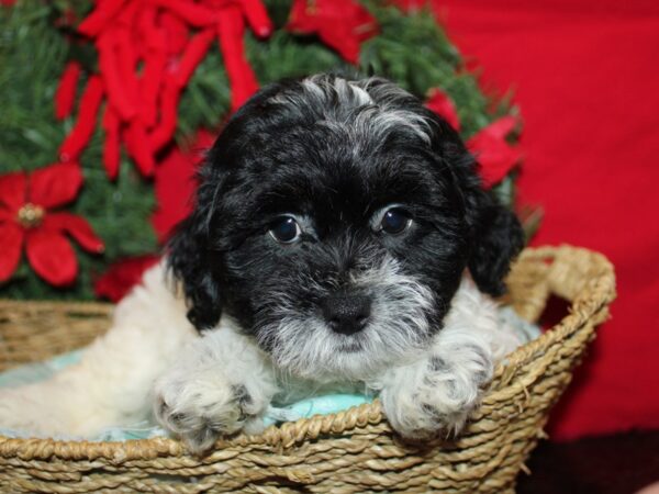 [#21290] Black and White Female Teddy Bear Puppies for Sale