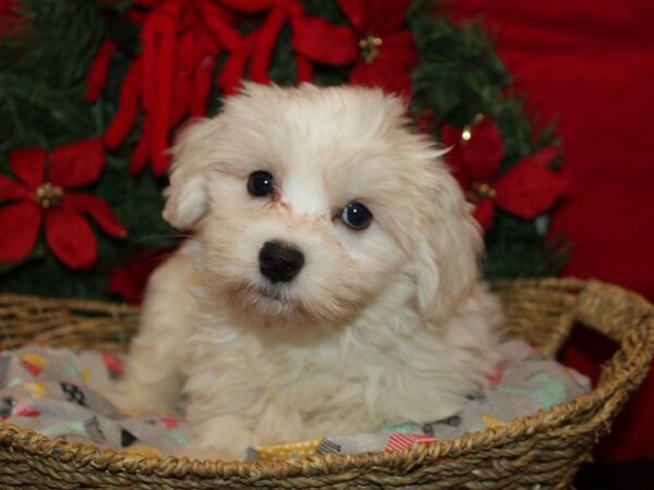 [#21286] Cream Female Havanese Puppies for Sale