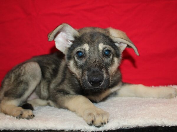 [#21285] Sable Female German Shepherd Puppies for Sale