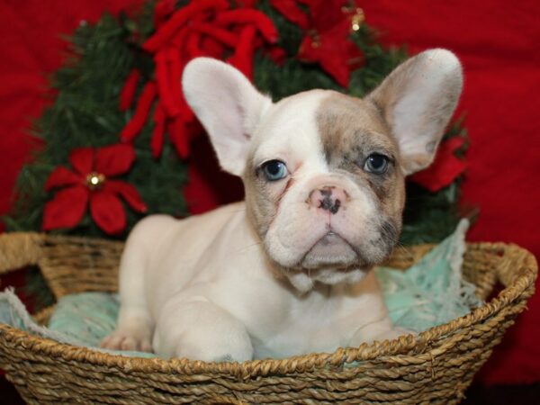 [#21288] Blue Fawn Male French Bulldog Puppies for Sale