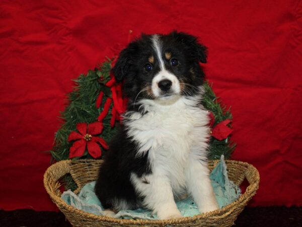 [#21287] Black White and Brown Female Miniature Australian Shepherd Puppies for Sale