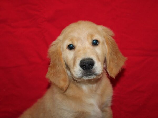 [#21289] Golden Male Golden Retriever Puppies for Sale