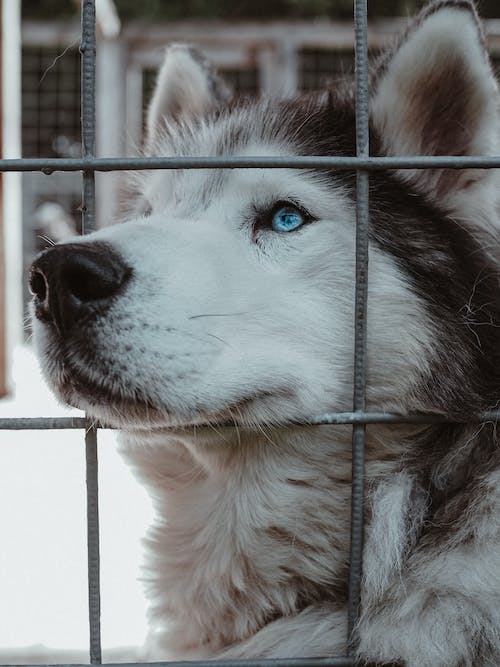 Pet Store Banner