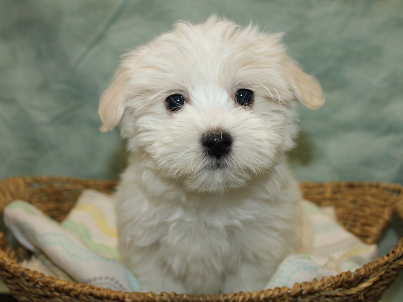 Available Pets Page 3 of 5 Petland Dalton,