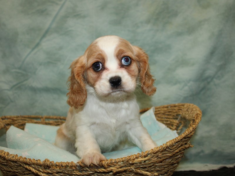 Puppy Blenheim ID 247601 Located at Petland Dalton Georgia