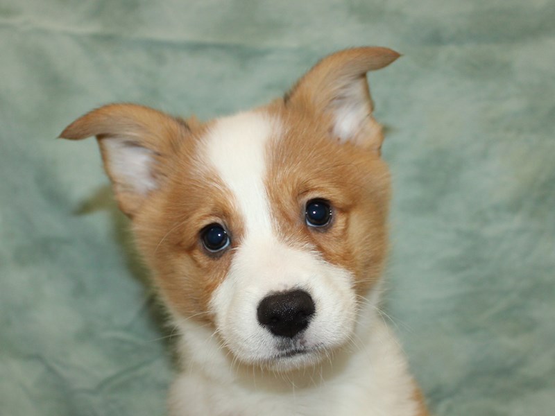 Puppies for Sale Near You Petland Dalton,