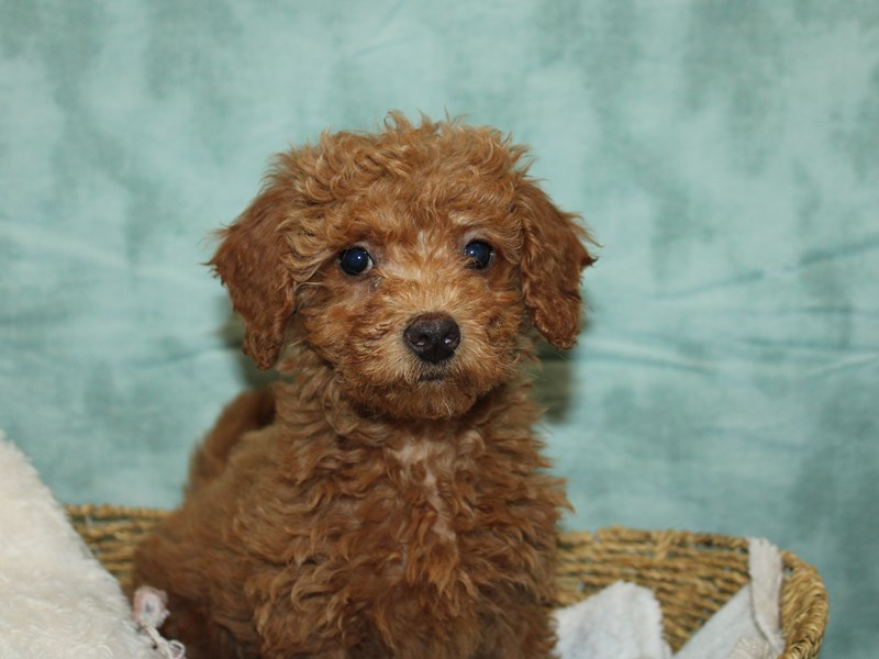 Puppies for Sale Near You Petland Dalton,