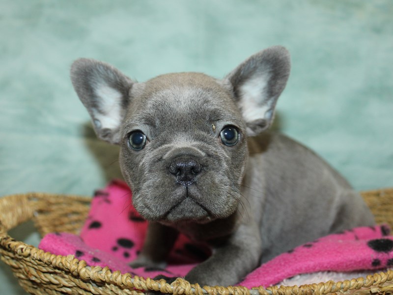 Puppies for Sale Near You Petland Dalton,