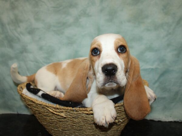 Petland puppies for sale near me outlet
