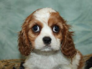 Available Pets - Petland Dalton, Georgia