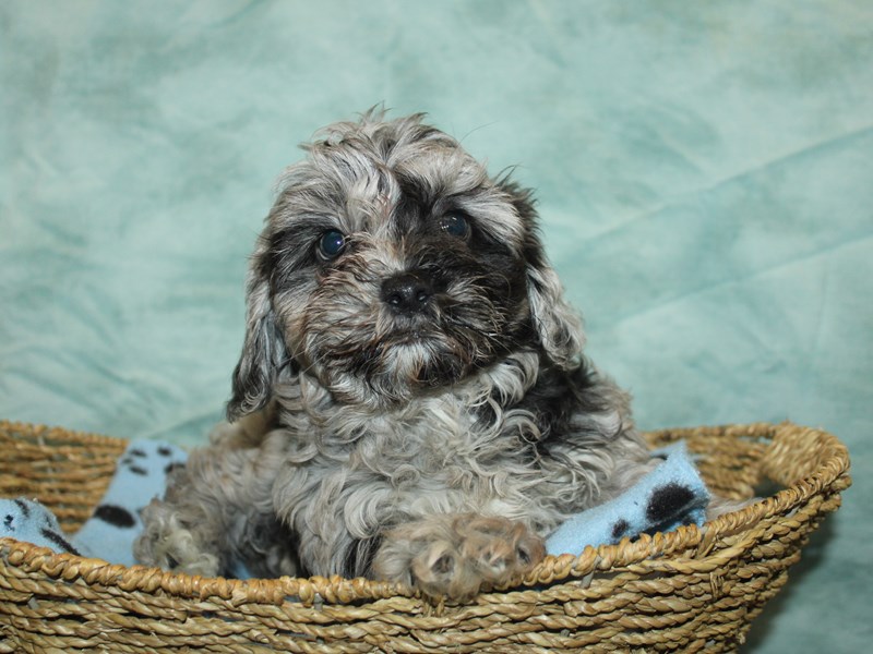 Daisy Dog For Sale Petland Dalton,