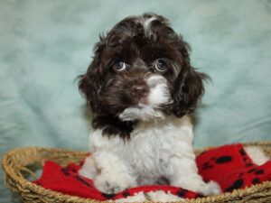 Available Pets - Petland Dalton, Georgia