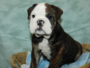 Available Pets - Petland Dalton, Georgia