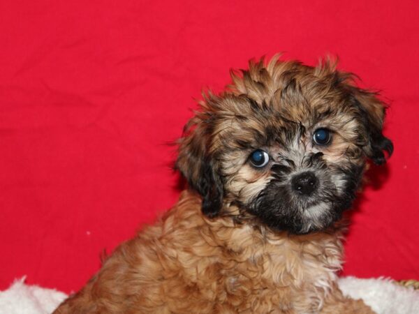 [#10410] Brown Female ShizaPoo Puppies for Sale