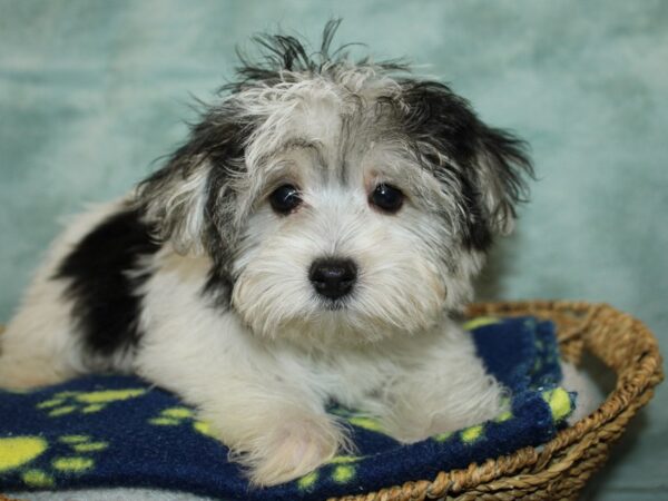 [#10441] Black and Tan Male Morkie Puppies for Sale