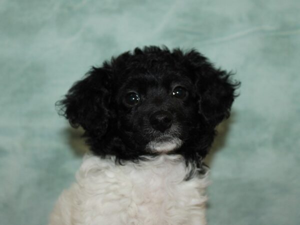 [#22021] Black and White Female Miniature Poodle Puppies for Sale