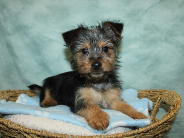 [#10453] Black / Tan Male Silky Terrier Puppies for Sale