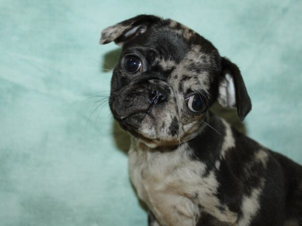 [#21949] Blue Merle Female Pug Puppies for Sale